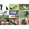 Aetertek 919C-2 1100 Yard 10 Level 2 Dog Training Anti