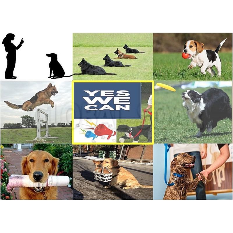 Aetertek 919C-2 1100 Yard 10 Level 2 Dog Training Anti