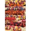 TomorrowSeeds - Painted Mountain Ornamental Corn (USDA Organic) Seeds -