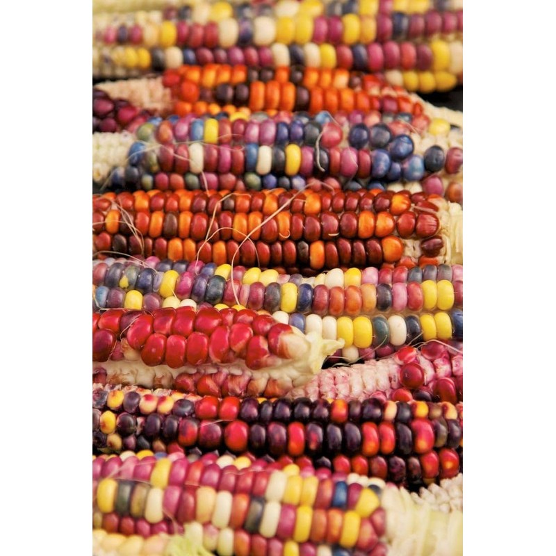 TomorrowSeeds - Painted Mountain Ornamental Corn (USDA Organic) Seeds -