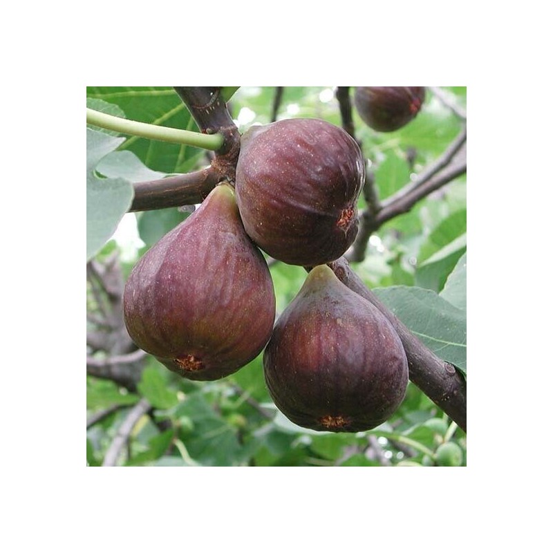 Fig Fruit Tree 8”’With Pot Cutting Ready To Plant