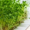 Back To Nature Seed Company Broccoli Microgreen Seeds - Organic