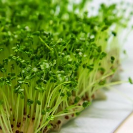 Back To Nature Seed Company Broccoli Microgreen Seeds - Organic Seeds - Non Gmo - Heirloom Seeds - 200 Seeds
