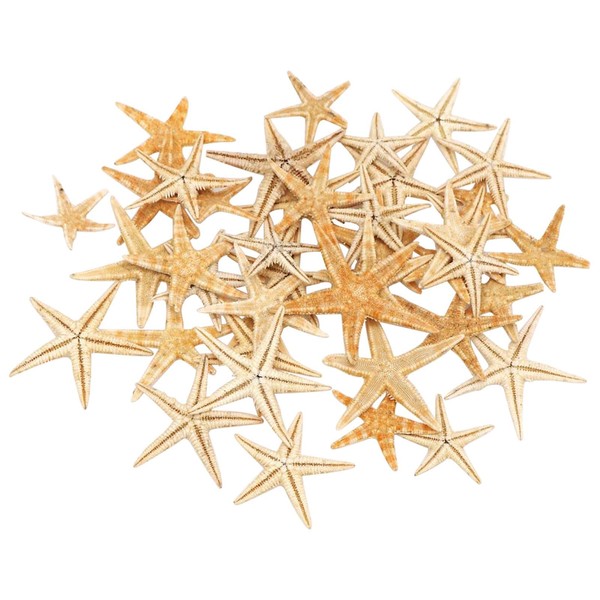 Faderr Lot de 20 étoiles de mer naturelles avec boîte de plusieurs tailles - Poissons d'étoiles de différentes tailles pour bricolage - Décorations de fête à thème marin - Artisanat pour enfants