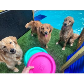 Bluewater Dog Flying Disc Soft Dog Toy, Floats in Water & Safe on Teeth - for Large Dogs