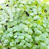 Green Mustard Microgreens Seeds - 1 Oz ~18,000 Seeds -