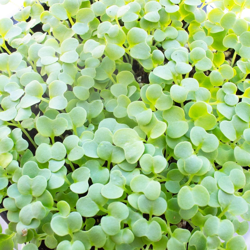 Green Mustard Microgreens Seeds - 1 Oz ~18,000 Seeds -