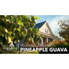 Pineapple Guava - 3 Live Plants - Feijoa Sellowiana -