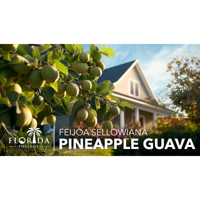 Pineapple Guava - 3 Live Plants - Feijoa Sellowiana -
