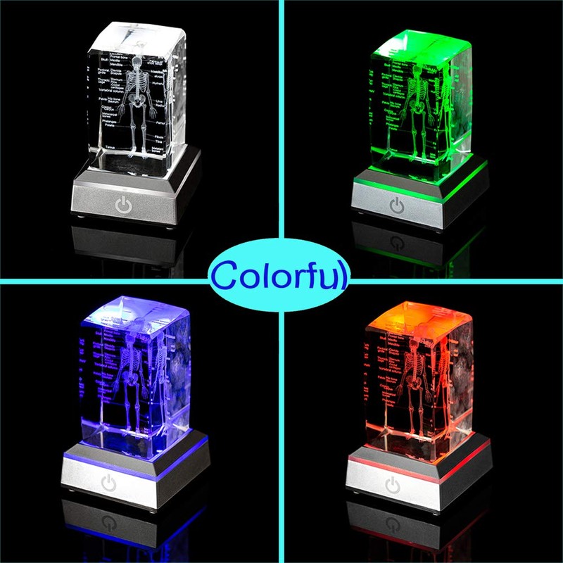IFOLAINA 3D Human Skeleton Model Anatomy Gifts Crystal Labeled Skeleton