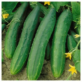Everwilde Farms - 1/4 Lb Straight Eight Cucumber Seeds - Gold Vault