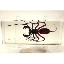 4.3" Real Whip Scorpion in Crystal Clear Lucite Resin Specimen Preserved Uropygi Arachnid Vinegaroons Animals Taxidermy Collection for Biology Science Education & Desk Ornament Display Supplies