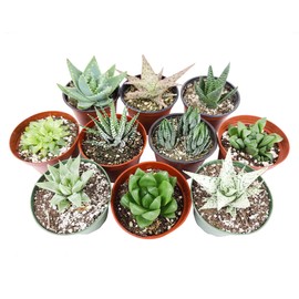 Echeveria Succulent 4" Pack | Set of 2/4/6/8/10 Gorgeous Succulent Plants | Live Healthy Succulent Assorted Pack (10 Succulents)