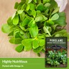 Common Purslane Seed for Planting - 3 Packets with Instructions