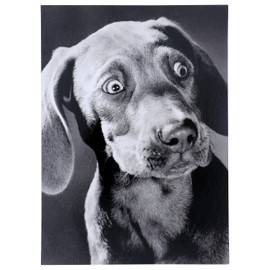 Surprised Weimeraner Funny Birthday Card