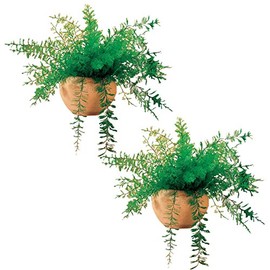 Mysterious Air Fern, Set of 2 – Water & Soil Free House Plant