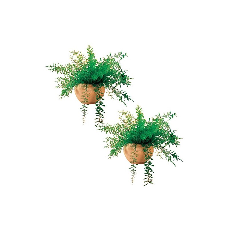 Mysterious Air Fern, Set of 2 – Water & Soil