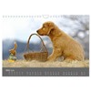Chesley Kleiner Hund grosse Abenteuer (Wandkalender 2026 DIN A4 quer),