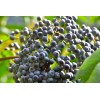 150 Blue Elderberry Seeds (Sambucus Caerulea)