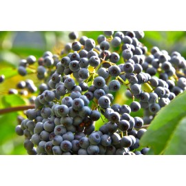 150 Blue Elderberry Seeds (Sambucus Caerulea)