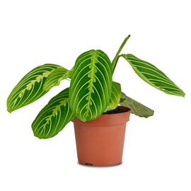 California Tropicals Lemon Lime Prayer Plant - Maranta - Rare Variety Live House Plant - Tropical Decor - Unique Real Plants Interior Garden Outdoors Supplies - Small Pot - 4 Inch Potting Decor