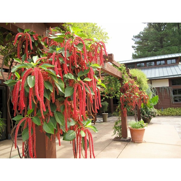 Little Seed Store 501+AMARANTHUS LOVE LIES BLEEDING Flower Seeds Container
