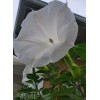 Home Grown 170÷180 Seeds. Datura Stramonium, Jimson Weed, Thorn Apple