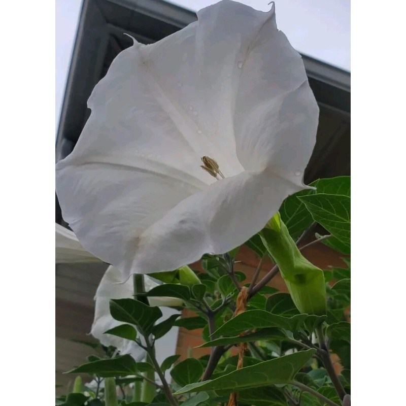 Home Grown 170÷180 Seeds. Datura Stramonium, Jimson Weed, Thorn Apple