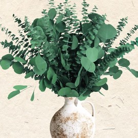 24PCS Dried Eucalyptus & Silver Dollar Leaves Bundle - 17" Large Real Eucalyptus Leaves for Shower, Eucalyptus Plant Greenery for Vase Filler, Home Decor, Bathroom, Dried Flowers, Christmas Garland