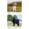 Dog Magic Retriever Calendar for 2025 Format 10 cm x