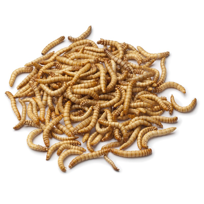 Dehydrated Mealworms for Chickens, Wild Birds, and Reptiles 21 oz