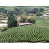 Chinese black tea (Top tier Jin Jun Mei)