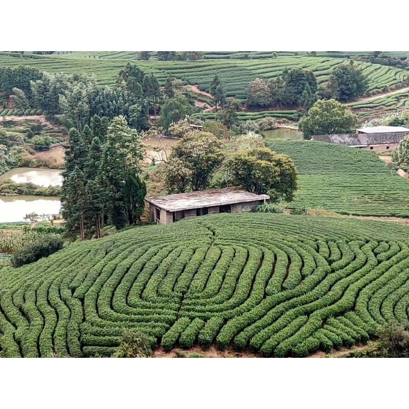 Chinese black tea (Top tier Jin Jun Mei)