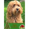 Cockapoo Dog Christmas Card 'Happy Christmas' - Special Animal Xmas