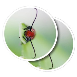 Vinyl Round Stickers (Set of 2) 25cm - Cute Red Milkweed Beetle for Laptops, Tablets, Luggage, Scrap Booking, Fridges #50691