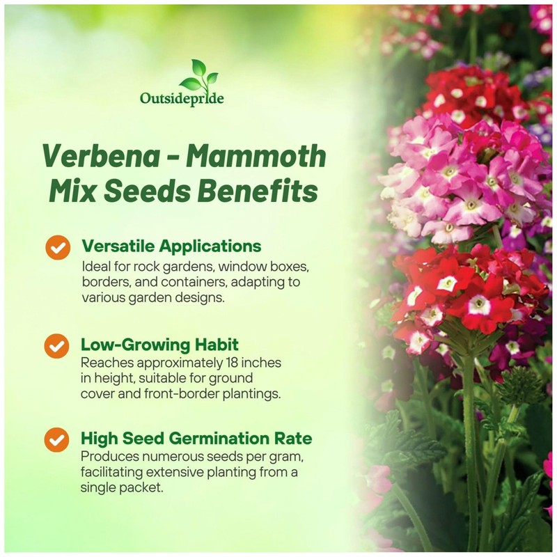 Outsidepride Mammoth Mix Verbena Seeds for Planting - 2000 Pcs.