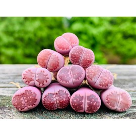 Pack of 3 Rare Lithops Salicola 'Sato's Violet' Bacchus Purple Color Living Stone Plant (Medium)