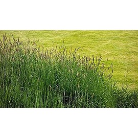 1 oz. Timothy Grass Seed Rabbit Wildife Grass Seed Food Plot