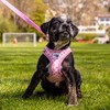 Vest Harness Curli Clasp Air Mesh Pink-Circles 2XS & Leash
