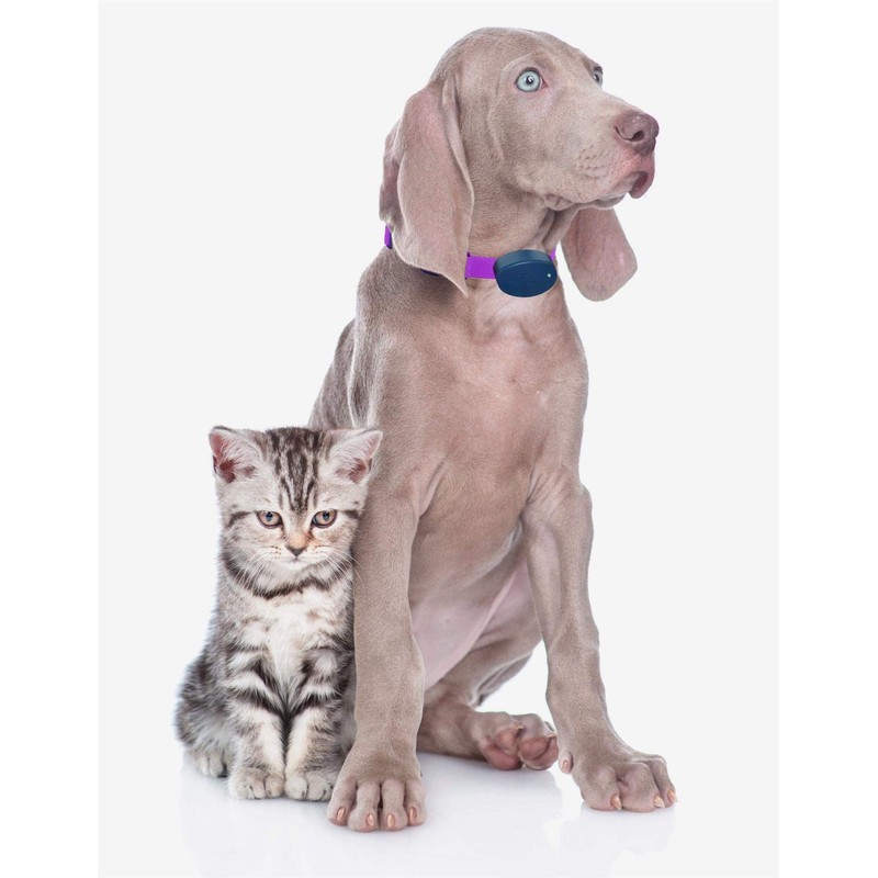 Heavy Duty Nylon Replacement Dog Collar Strap - Compatible with