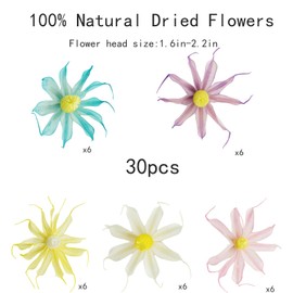 JOJAZE 30Pcs Real Natural Star Anise Dried Flowers Heads Bulk Multicolor Dried Flower Heads for Crafts for Wedding Decor Baby Shower Home Party Decoration and DIY Dry Flower Arrangements