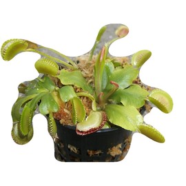 3 Small Venus Flytraps - Fly Trap - (Dionaea Muscipula) Carnivorous Plant 3 Inch Pot