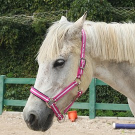 Adjustable Horse Headcollar, Training Halter, Heavy Duty Nylon Padded with Anti-rubbing Foam-Cushioned on Both Crown & Nose - FULL - Rose Red