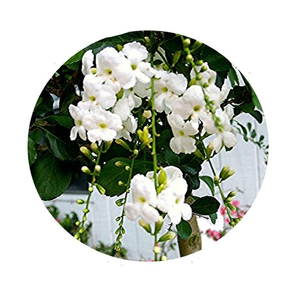 White DURANTA Live Semi-Tropical Plant Sky Flower Pigeon Berry Golden Dew Drop Starter Size 4 Inch Pot Emerald tm