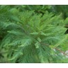 Bald Cypress | 3 Live Trees | Taxodium Distichum |
