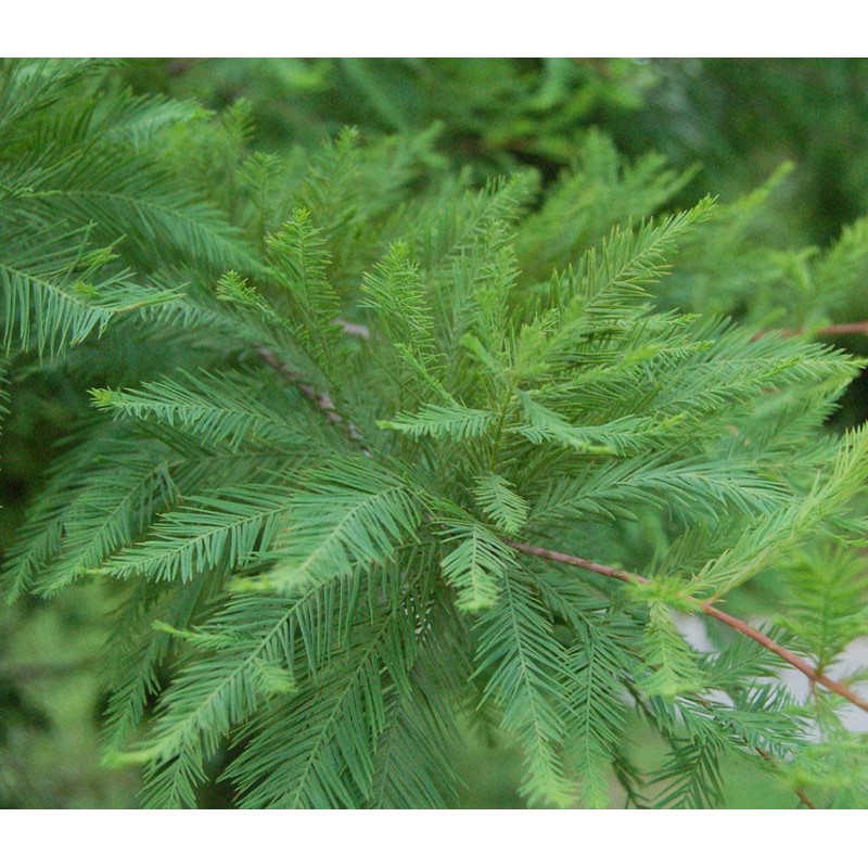 Bald Cypress | 3 Live Trees | Taxodium Distichum |