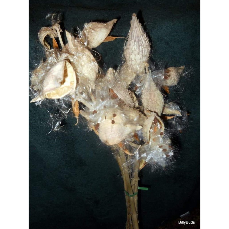 100 Milkweed Seeds: AIR Dried with NO Leaves - Non-GMO