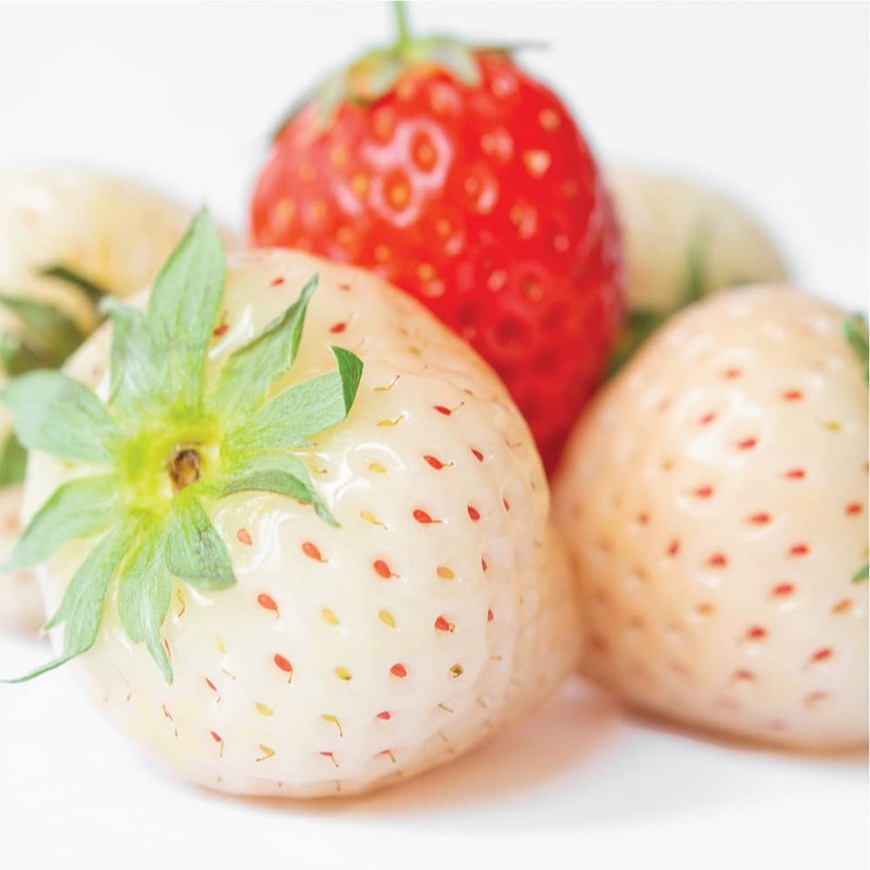 Olay Olay Fresh Outlast Body Wash, White Strawberry & Mint,