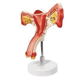 The human body of the uterus and ovary model, female genital organs, female genital organs, uterine display, ovary, vagina, uterine medicine education, dissection simulation of gynecological doctor