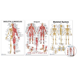 Skeletal, Muscle, Skeletal and Muscle Set 24 x 36 inch, Extra Pocket Size Muscle Cards, Marker and Eraser Compatible